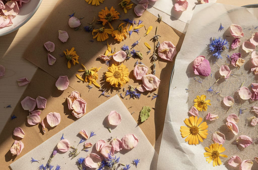 Getrocknete Blütenblätter auf Sieb und Backpapier, sanftes Licht, verschiedene Methoden zum Trocknen von Blüten.